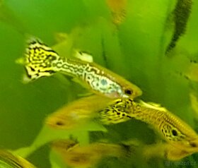 Paví očka Guppky Prachaticko 100 ks - 7