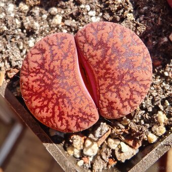 Lithops - Conophytum - 7