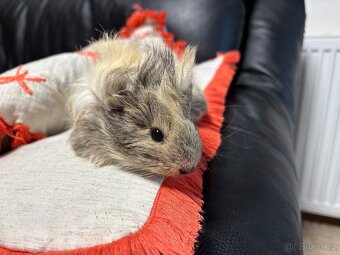 🐹MORČE , MORČATA , MORČÁTKA samičky - 7