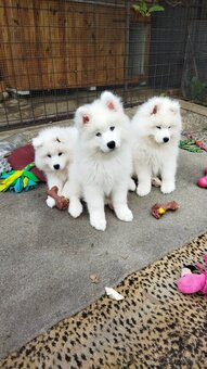 Samojed - štěně s PP - 7