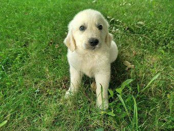 Zlatý retrívr / retriever - 7