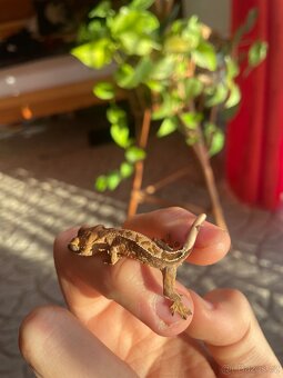 Pagekon řasnatý - 7