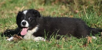 Border kolie s PP - 7