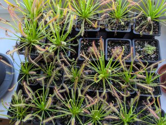 Rosnatka kapská, Drosera capensis - 7