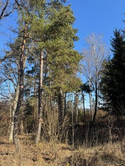 Prodám lesní pozemek v k.ú. Mrákotín u Telče, p.č. 1984 - 7