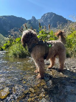 Cavapoo - pes ke krytí - 7