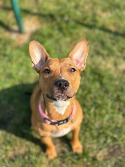 Štěňata křížence - 7