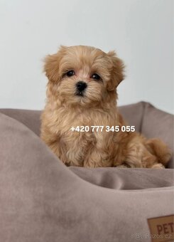 Maltipoo F1 caramel 3 měsíce 1500€‼️ Momi - 7