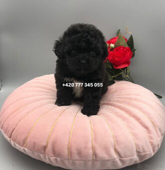 Maltipoo F1 caramel 3 měsíce 1500€‼️ Momi - 7