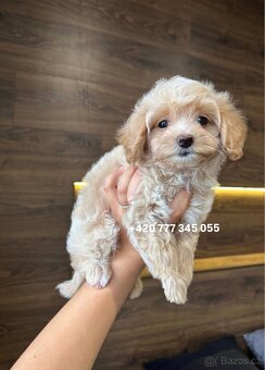 Maltipoo F1 fenka Kamila - 7