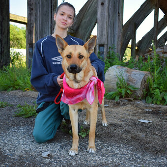 Krásna ovčanda Boženka k adopci - 7