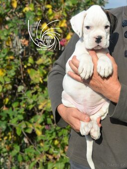 Nemecký boxer- bielý psík s PP - 7