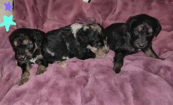 Aussiedoodle f1 - 7