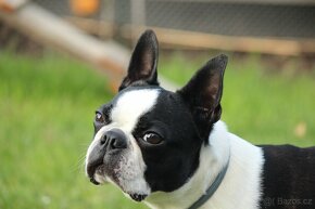 Bostonský terier, krytí - 7