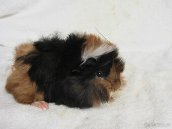 Morče peruánec - 7