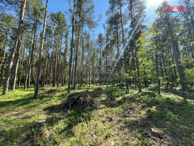 Prodej lesa, 23035 m², Boršov nad Vltavou - 7