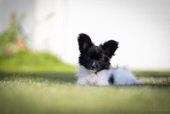 Papillon s PP - 7