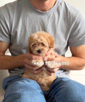 Štěňátko, chlapeček Maltipoo f1 - 7