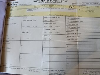 Welsh part-bred klisna - 7