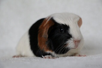 Morče, morčata s PP - krátkosrstá - 7