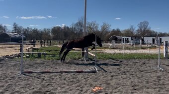 Klisna pony - 7