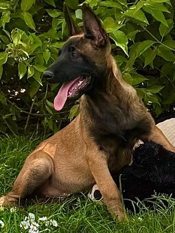 BELGICKÝ OVČÁK MALINOIS - ŠTĚŇATA - 7