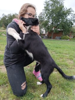 Náš Bailey hledá nevěstu border kolie - 7