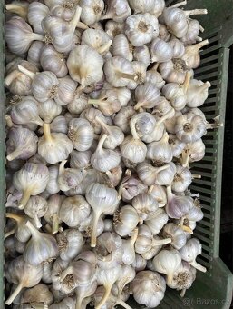 Krmná mrkev, řepa a jiné komodity - 7