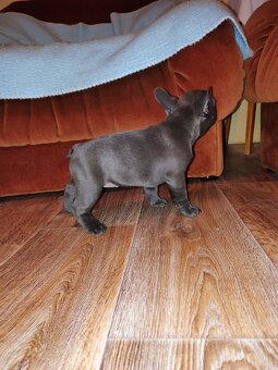 Francoúzsky buldoček - 7