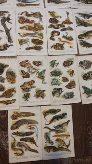 Kobrův příruční atlas - 7