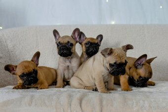 Francouzský buldoček - 7
