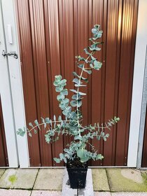 Eukalyptus ( český vypěstek) - 7