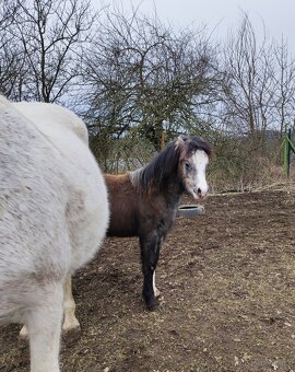 Welsh mountain pony sekce A - klisna - 7