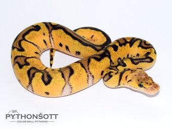 NOVĚ SNÍŽENÉ CENY - Krajta královská (python regius) - 7