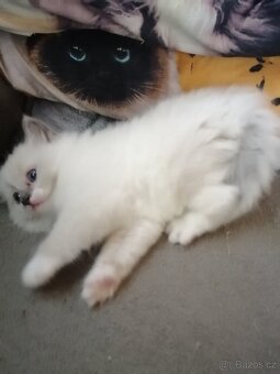 Ragdoll bez PP - 7