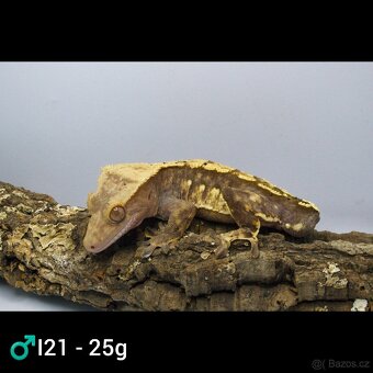 9.1 C. Ciliatus - 7