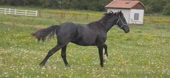 2letý elegán,hřebeček - Barokní pinto - 7