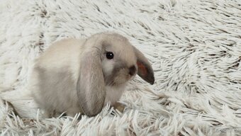 Zakrslý beránek, králíček, králík - RAY - 7