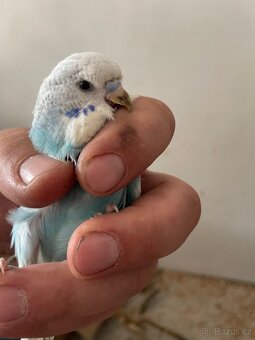 Andulka- Mláďata na ochočení - 7