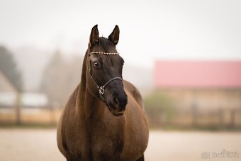 Grullo roan klisna American Quarter Horse, black homozygot - 7
