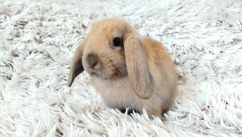 Zakrslý beránek, králíček, králík - JIJI - 7