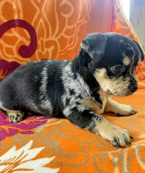 Čivava štěňátka kluci - 7