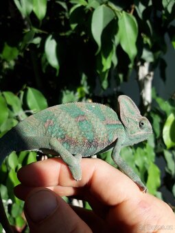 Prodám Chameleon jemenský - Chameleo calyptratus - 7