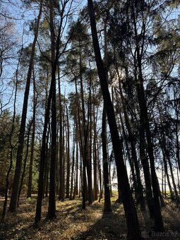 Prodám lesní pozemky v k.ú. Libějice Libějice, okres Tábor - 7
