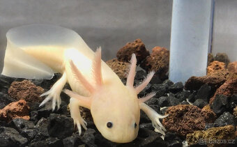 Axolotl od chovatele - axolotly.cz - 7