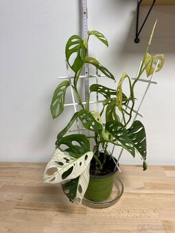 Monstera Adansonii Japanese Tricolor - 7