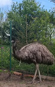 Emu hnědý mláďata - 7
