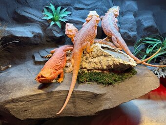 Agama vousatá samičky - 7