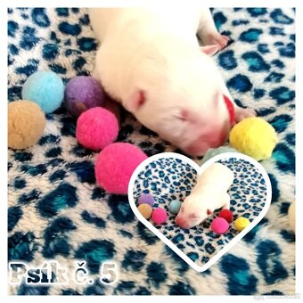 Sibírsky husky hasky - 7