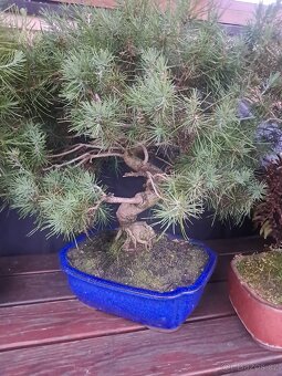 Bonsaj,bonsai Borovice různé druhy - 7